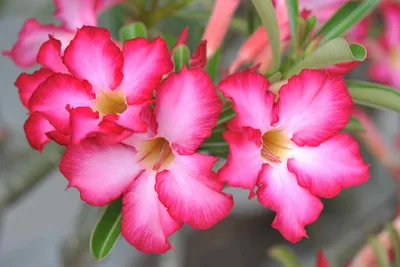 Adenium obesum – Hybrids, Desert Rose 6″ pot – 305 Greenery, Inc.