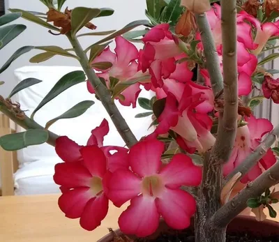 Adenium - Wikipedia