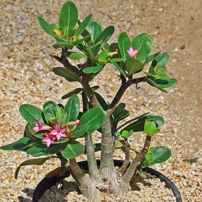 Buy Adenium Socotranum Succulent At Best Prices | Planet Desert