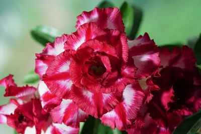 The COMPLETE Guide for Growing Desert Roses (Adenium Obesum)