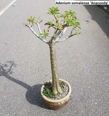 🌱 Adenium boehmianum | Seedlings | Shop Now