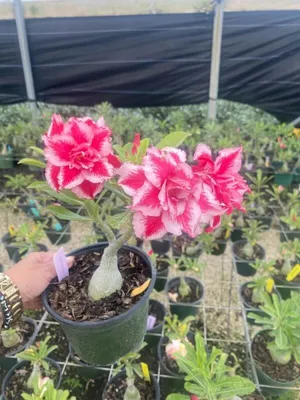 Adenium (Desert Rose) 'Good Luck' - Tropics @Home