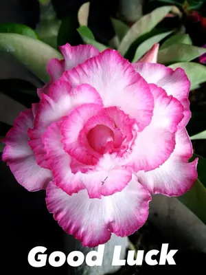A11. Adenium obesum Multi-petals mixed breeds –  online store