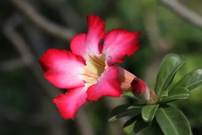 Adenium obesum (Desert Rose) - World of Succulents