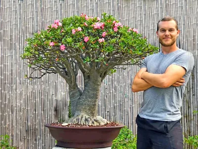 Adenium arabicum 'Dorset Horn' (DHA) - Tropics @Home