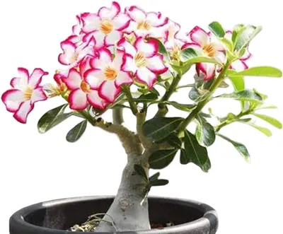 Adenium Picotee