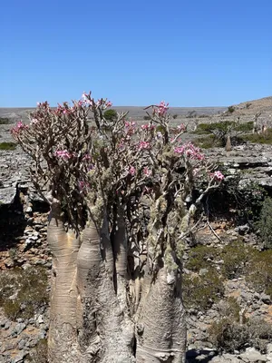 Adenium obesum var. Arabicum | The Cactus King