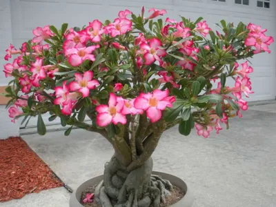 Read Adenium Care Online | Peppyflora®