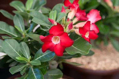 Adenium Obesum Grafted Plant "CD-01" Desert Rose Plant *USA Grown* | eBay