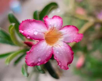 Adenium obesum - tips on caring for Desert Rose