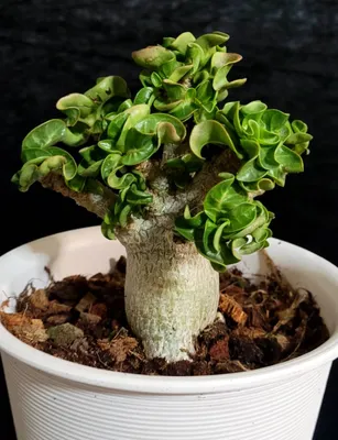 Adenium obesum 739F | Rare plants CactusMania