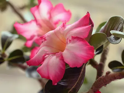 Adenium – Bonsai Today