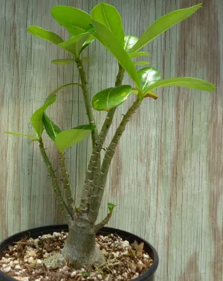 Adenium arabicum - 'Desert Rose' – Barsch Tropicals