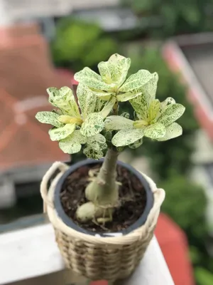 Desert Rose Border - Adenium obesum – Wellspring Gardens