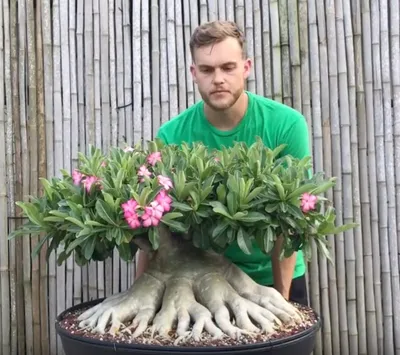 Adenium Orange and Dark Brown Plant (Grafted) | Best Price in 2023 at  Plantparadise