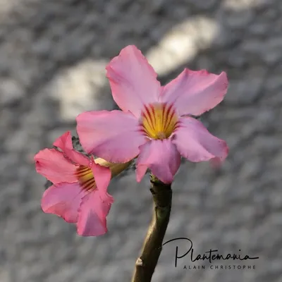 Adenium obesum (Pink star) 14 cm. | Apocynaceae - Giromagi vendita piante  grasse