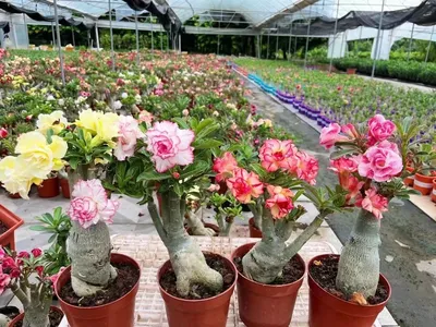 Adenium Arabicum, Desert Rose, Exotic Rare Plant, Unique Plant Collection,  Ship in Bare Root - Etsy