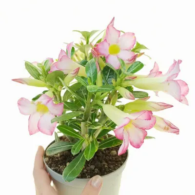 Siam Yellow Jubilee Adenium Plant, Desert Rose AD02 – Mini's Lifestyle Store