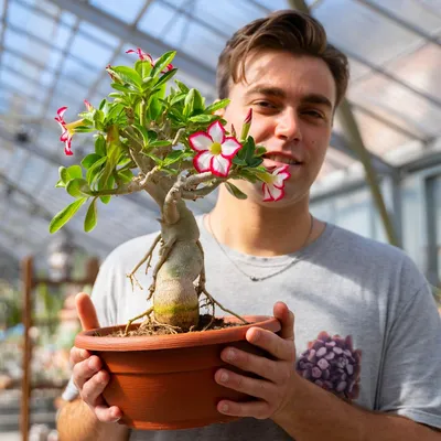 Adenium obesum hybrid