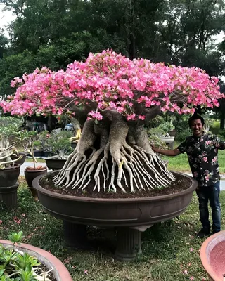 Adenium Obesum Desert Rose arabicum Seeds Taiwan アデニウム台灣沙漠玫瑰種子 巧手花藝坊 富貴花 |  Tainan