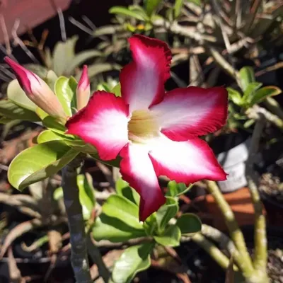 NParks | Adenium