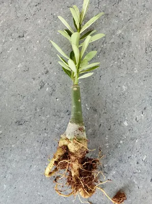 Adenium yellow hi-res stock photography and images - Alamy