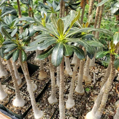 Adenium obesum (Desert Azalea, Desert Rose, Impala Lily, Kudu Lily, Mock  Azalea, Sabi Star) | North Carolina Extension Gardener Plant Toolbox