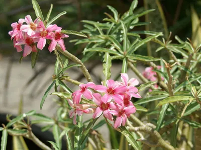 Adenium swazicum / 5 seeds (Summer Impala Lily) - UnusualSeeds