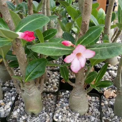 Adenium arabicum Rachinee - 5 seeds — rareplant