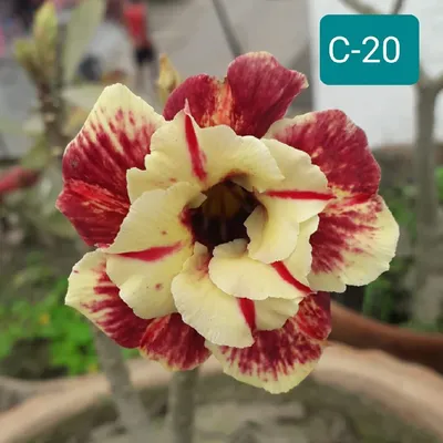 How to Plant, Grow and Care for Desert Rose (Adenium Obesum)