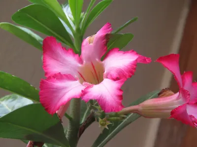 Adenium (Bushman's Poison, Desert Rose, Dwarf Bottle Tree, Elephant's Foot,  Impala Lily, Mock Azalea, Sabi Star) | North Carolina Extension Gardener  Plant Toolbox