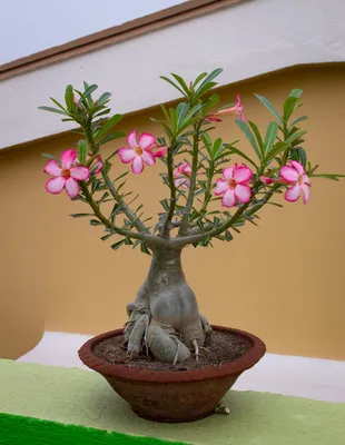 Adenium obesum 'Pink star'