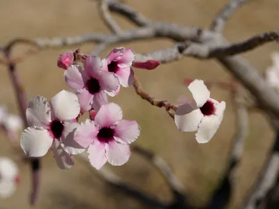 Desert Rose 'Adenium' Trees for Sale | 