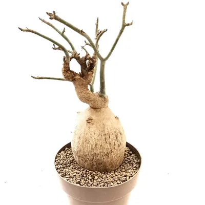 Desert Rose (Adenium) Mee Stang, Grafted, 5995 | Rare plant nursery - Top  Tropicals