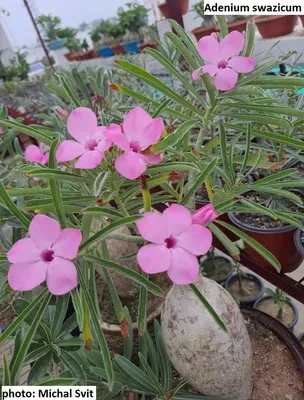 Adenium boehmianum - Wikipedia