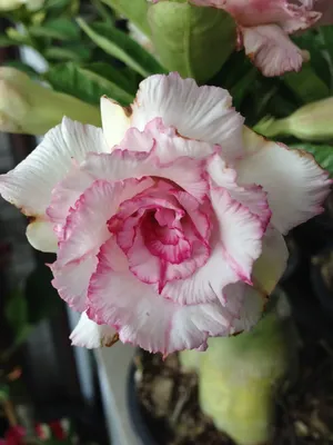 Adenium arabicum - 5 seeds — rareplant