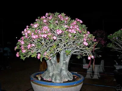 Adenium obesum (Desert rose) - 10 seeds – Rare Plant World