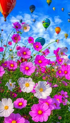 Paisajes에 있는 Ann님의 핀 | 자연 사진, 아름다운 꽃 사진, 고급 꽃