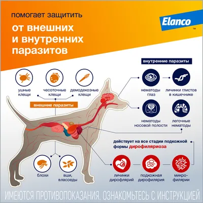 Адвокат ® капли для собак 25-40 кг. 1 пип. в упак. купить по низкой цене с  доставкой - БиоСтайл