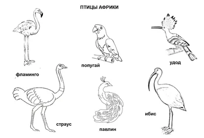 Теплолюбивые птицы в уличных вольерах