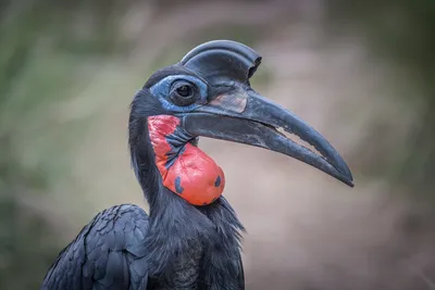 Скачать обои африка, птица, птица-носорог, кафрский рогатый ворон, ground  hornbill разрешение 2500x1667 #150068