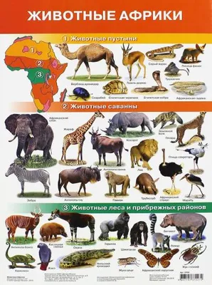 ▻ ЖИВОТНЫЕ АФРИКИ. Дикие животные. Учим животных из Африки. Обучающее  видео. - YouTube