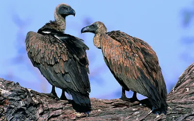 Птица, отряд соколообразные, семейство ястребиные, часть 1 канюк африканский  орёл коршун хохлатый - YouTube