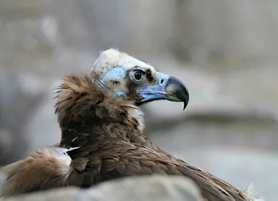 Список птиц Эфиопии Часть 2 От птицы-секретаря до чайки