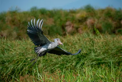 Лучшие места для наблюдения за птицами в Танзании: Серенгети, Нгоронгоро,  северные озера