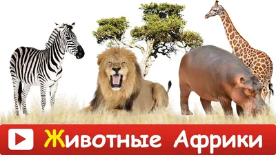 Альбом раскрасок Животные Африки купить по цене 219 ₽ в интернет-магазине  Детский мир