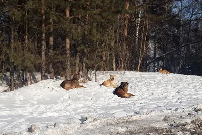 Красноярские ветеринары за февраль оставили на пожизненное содержание в  приютах 32 агрессивные собаки