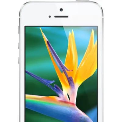 Новый iPhone 5 32Gb White (белый) купить с доставкой, Айфон 5 32 Гб цена,  отзывы, характеристики, фото