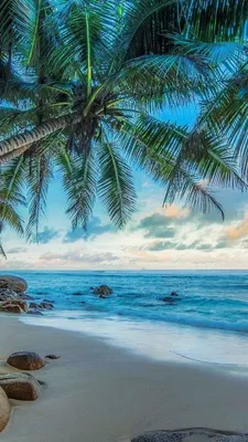 Картинка на айфон/картинка/картинка на аву/ красивая картинка | Beachy  wallpaper, Wallpaper iphone summer, Beach wallpaper