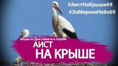 В Тверской области пройдёт патриотическая акция «Аист на крыше» |  официальный сайт «Тверские ведомости»